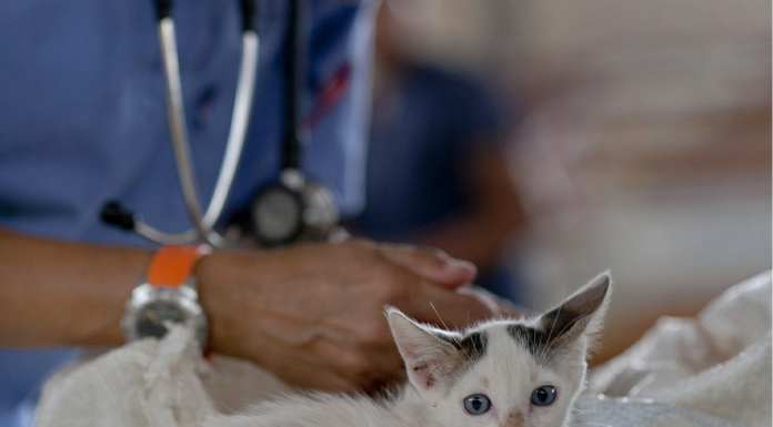 Améliorer les gestes vétérinaires